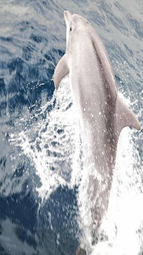 14.Delfin.jpg